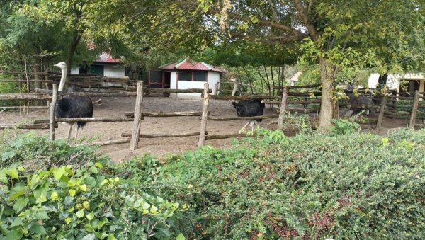 ЈОШ ТОМИКА ПОДСТАНАР Зоолошки врт на Палићу: Оаза дивљачи која је за 75 година од менажерије постала простор по стандарду свих животиња ЈОШ ТОМИКА ПОДСТАНАР Зоолошки врт на Палићу: Оаза дивљачи која је за 75 година од менажерије постала простор по стандарду свих животиња