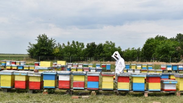 ПОЧЕЛА ИСПЛАТА СУБВЕНЦИЈА ПО КОШНИЦИ ПЧЕЛА: Укупан износ од више од милијарду динара