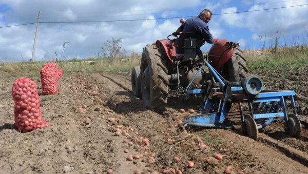 СРБИЈА ПО ИЗВОЗУ ЧИПСА 13. У СВЕТУ : Држава јача производњу и прераду домаћег кромпира